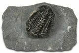 Detailed Pedinopariops Trilobite - Mrakib, Morocco #348140-2